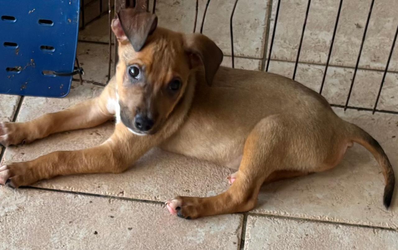 Chiens à adopter